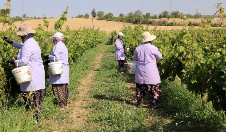 Tek tek toplanıyor, dizip bidonlara basılıyor! Yazın tazesi kışın salamurası yok satıyor! Kınalı yapıncakta hasat vakti