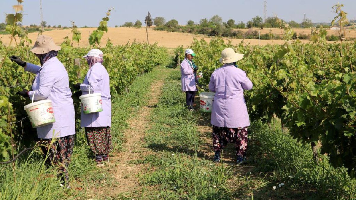 Tek tek toplanıyor, dizip bidonlara basılıyor! Yazın tazesi kışın salamurası yok satıyor! Kınalı yapıncakta hasat vakti