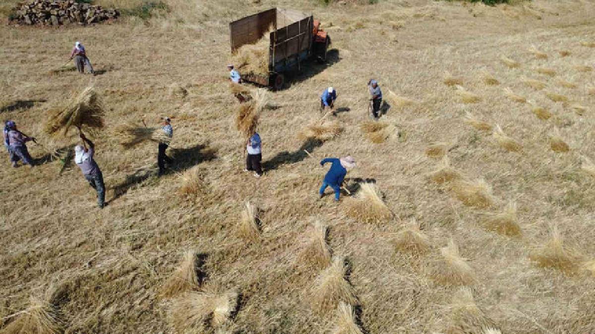 Kırsalda yaşayanların en önemli geçim kaynağı! Orak ve tırpanla hasat ediliyor, zorlu şartlar kimseyi yıldırmıyor!