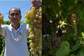 Manisa’da hasadı başladı: Çilek Kokulu Üzüm “Bronx Seedless” sofraları şenlendiriyor!