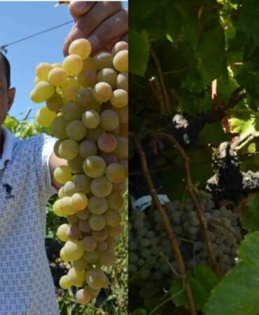 Manisa’da hasadı başladı: Çilek Kokulu Üzüm “Bronx Seedless” sofraları şenlendiriyor!