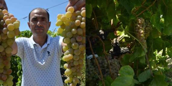 Manisa’da hasadı başladı: Çilek Kokulu Üzüm “Bronx Seedless” sofraları şenlendiriyor!