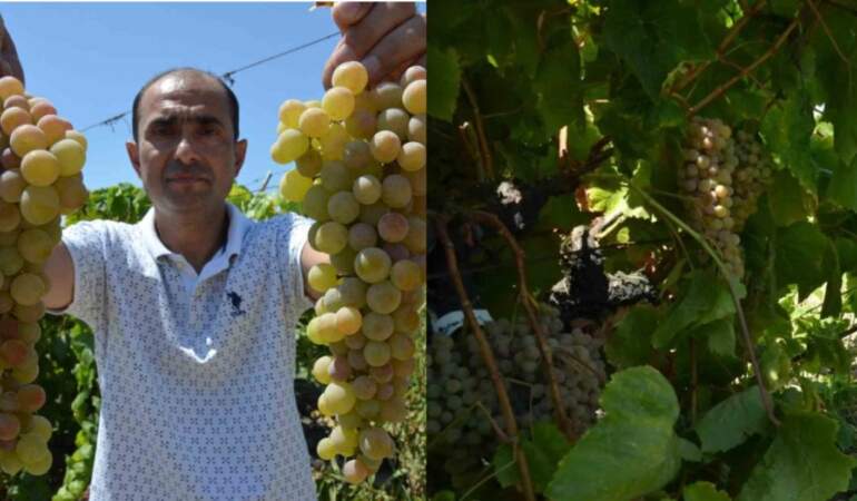 Manisa’da hasadı başladı: Çilek Kokulu Üzüm “Bronx Seedless” sofraları şenlendiriyor!