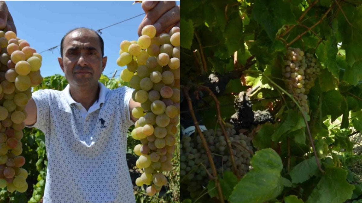 Manisa’da hasadı başladı: Çilek Kokulu Üzüm “Bronx Seedless” sofraları şenlendiriyor!