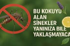 Bu kokuyu süren sinek kabusunu unutuyor! Tüm sinekler kaçacak delik arayacak