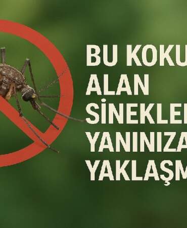 Bu kokuyu süren sinek kabusunu unutuyor! Tüm sinekler kaçacak delik arayacak