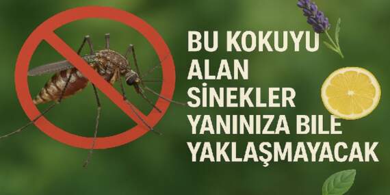 Bu kokuyu süren sinek kabusunu unutuyor! Tüm sinekler kaçacak delik arayacak