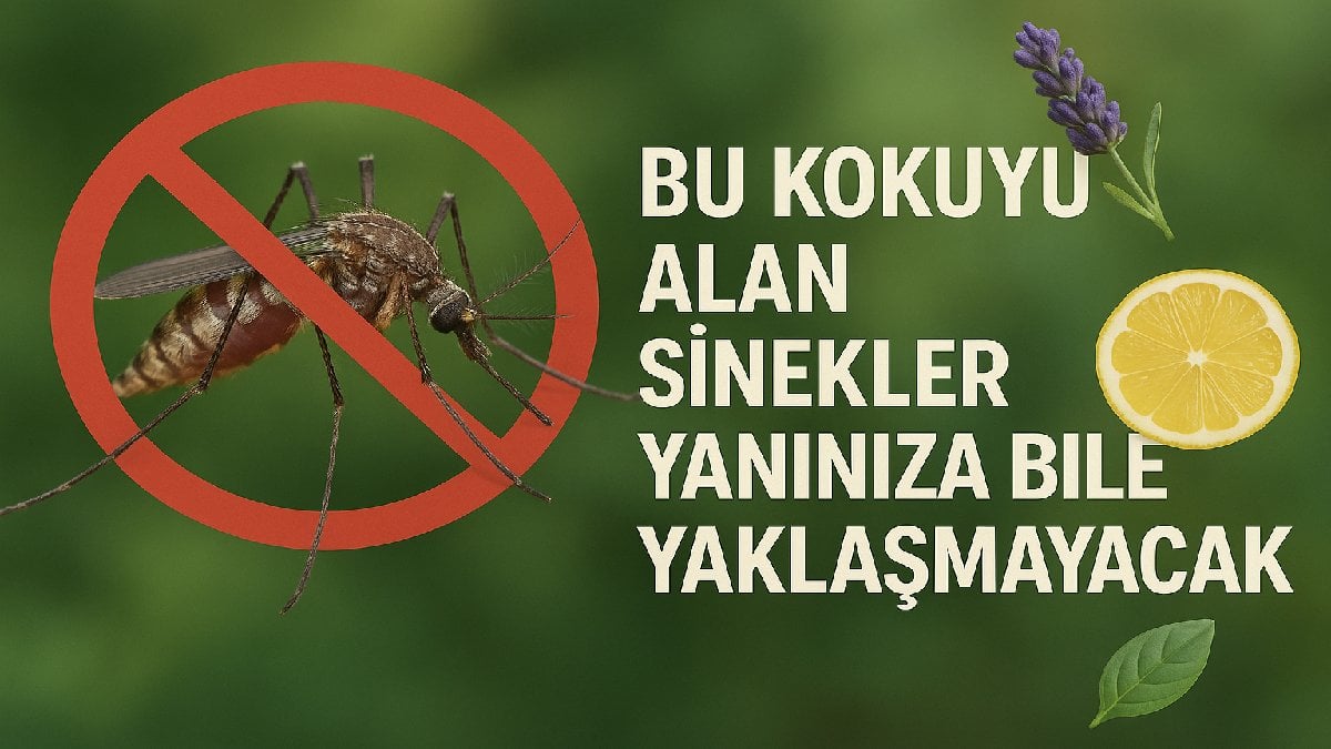 Bu kokuyu süren sinek kabusunu unutuyor! Tüm sinekler kaçacak delik arayacak