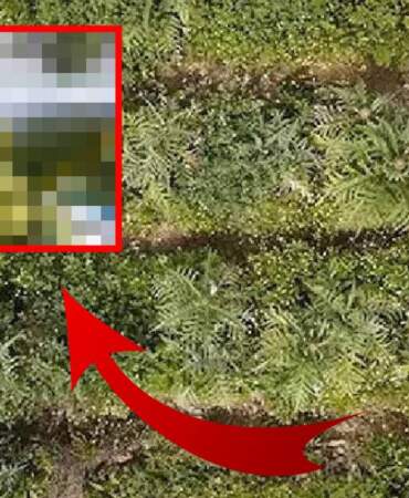 ‘Boş tarlada tutmaz’ denmesine aldırmadan ekti! Deneme ekimi rekor verime ulaştı: 420 ton ürün elde etti