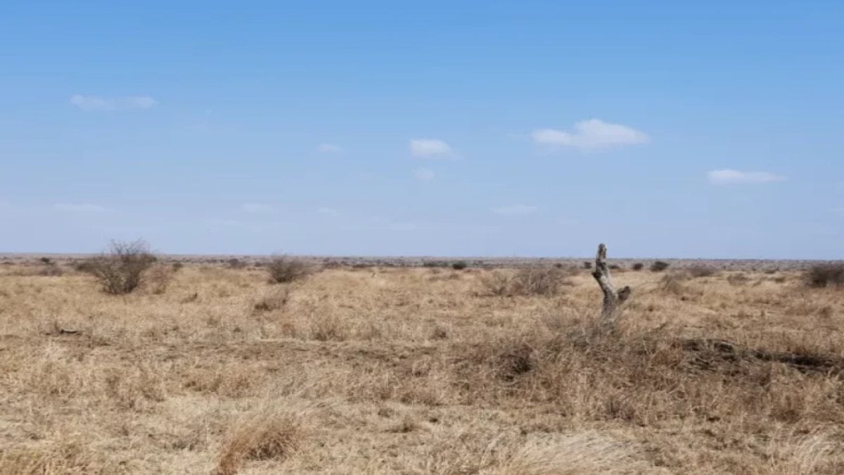 Görsel zekanızı test edin: Sadece yüksek IQ’luların 9 saniyede bulduğu gizemli leopar!