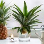 Ananas evde yetişir mi? Ananas nasıl yetiştirilir? İşte Ananas yetiştirmenin püf noktaları…
