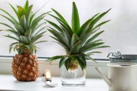 Ananas evde yetişir mi? Ananas nasıl yetiştirilir? İşte Ananas yetiştirmenin püf noktaları…