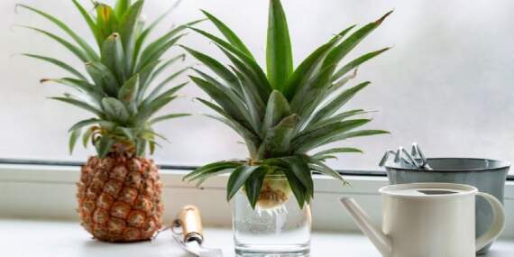 Ananas evde yetişir mi? Ananas nasıl yetiştirilir? İşte Ananas yetiştirmenin püf noktaları…