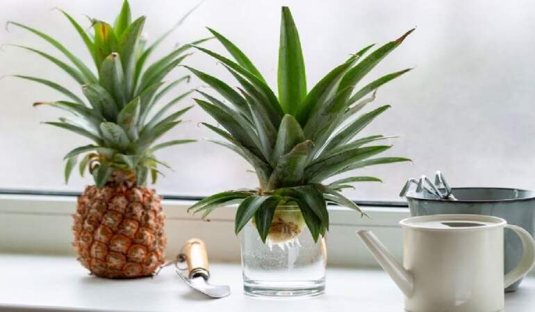 Ananas evde yetişir mi? Ananas nasıl yetiştirilir? İşte Ananas yetiştirmenin püf noktaları…