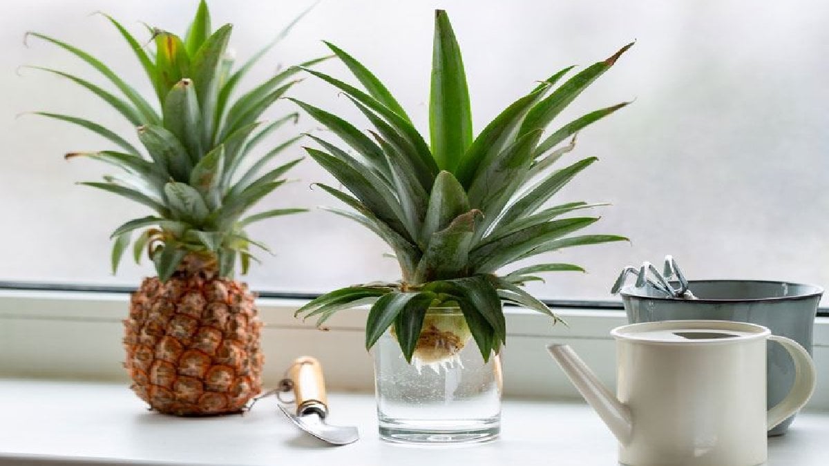 Ananas evde yetişir mi? Ananas nasıl yetiştirilir? İşte Ananas yetiştirmenin püf noktaları…