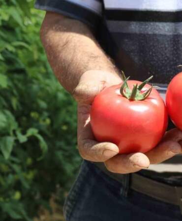 Türkiye’nin en lezzetlisi orada yetişiyor! Bu yıl 25 bin tonluk hasat bekleniyor: 70 derecelik sıcakta üretiliyor