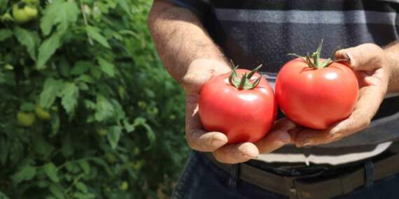 Türkiye’nin en lezzetlisi orada yetişiyor! Bu yıl 25 bin tonluk hasat bekleniyor: 70 derecelik sıcakta üretiliyor
