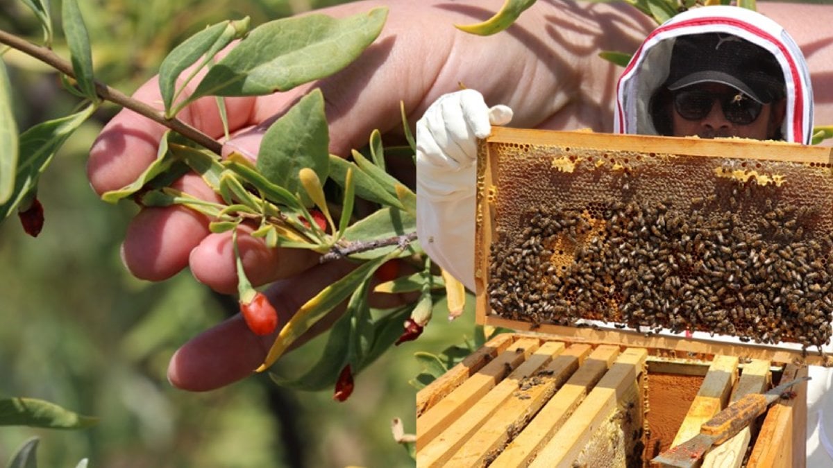 Şeker hastası anneleri için başladılar, şimdi yüzlerce üretiyorlar! Sivaslı kardeşlerin vefayla başlayıp ticarete dönen hikayesi