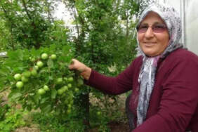 Kilosu 8 bin liradan 400 liraya düştü! Fiyat yüksek, talep fazla: Sadece Türkiye pazarı değil yurt dışı pazarı ilgi gösteriyor