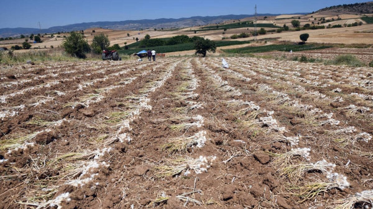 30 yıldır aynı tohumu kullanıyor! Beyaz altın olarak biliniyor: Buzdolabına gerek yok, 10 ay boyunca taptaze kalıyor