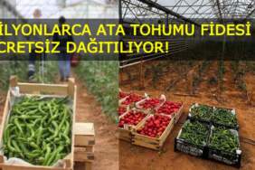 Aydın’dan Türkiye’ye örnek proje: Milyonlarca ata tohumu fidesi ücretsiz dağıtılıyor!