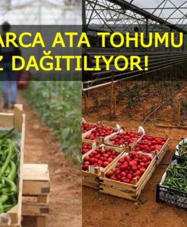 Aydın’dan Türkiye’ye örnek proje: Milyonlarca ata tohumu fidesi ücretsiz dağıtılıyor!