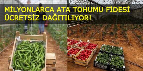 Aydın’dan Türkiye’ye örnek proje: Milyonlarca ata tohumu fidesi ücretsiz dağıtılıyor!