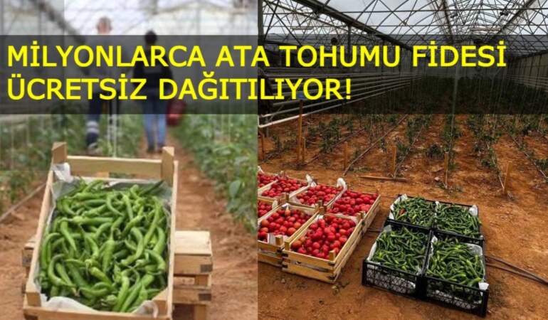 Aydın’dan Türkiye’ye örnek proje: Milyonlarca ata tohumu fidesi ücretsiz dağıtılıyor!