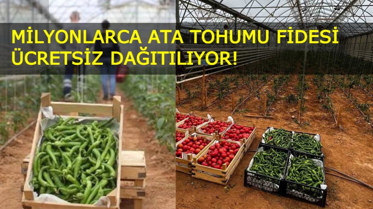 Aydın’dan Türkiye’ye örnek proje: Milyonlarca ata tohumu fidesi ücretsiz dağıtılıyor!