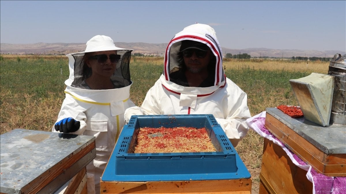Arıcıların yeni sırrı ortaya çıktı: Gojiberry mucizesiyle bal verimi ve kovan sayısı 10 kat artırıldı: Arılar coştu