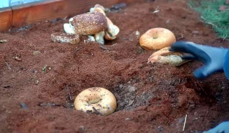 Ekmeklerin ikinci hayatı: Bizi çöpe atma, bahçeni besle! Bayat ekmeklerle bitkileriniz canlandırın