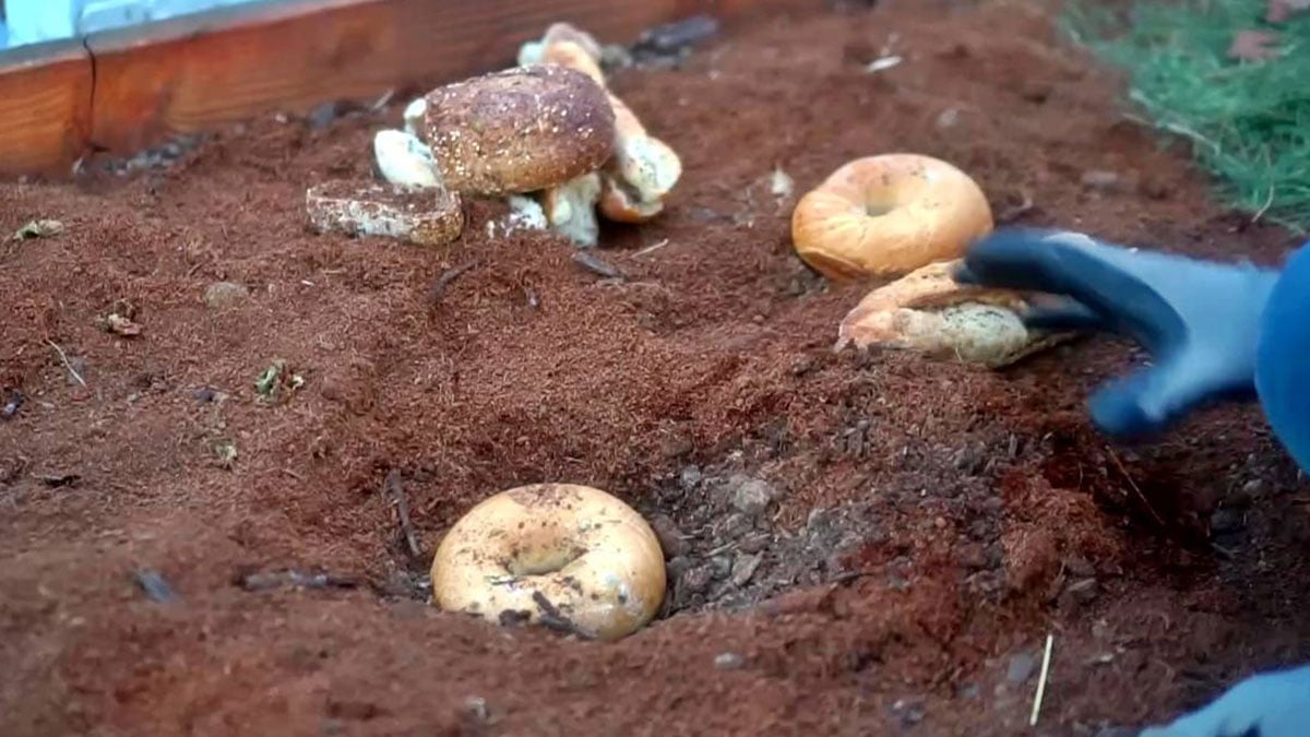 Ekmeklerin ikinci hayatı: Bizi çöpe atma, bahçeni besle! Bayat ekmeklerle bitkileriniz canlandırın