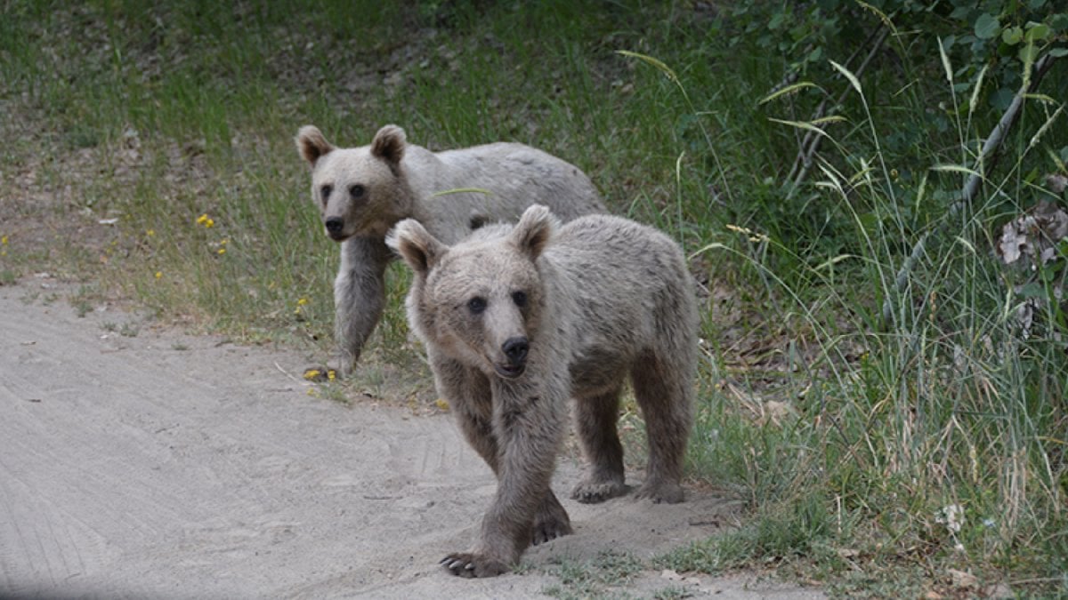 Yazın ortasında kış esintisi! Hem serinliğin hem doğal yaşamın merkezi: “Mükemmeliyet Ödülü”yle Nemrut Krater Gölü…