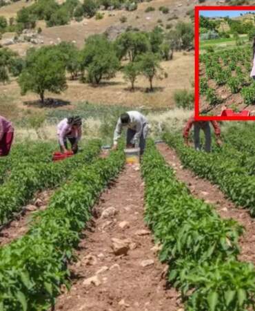 Diyarbakır’dan Avrupa sofralarına lezzet köprüsü! Kırmızı altında hasat başladı: Tescilli lezzet kapış kapış gidiyor
