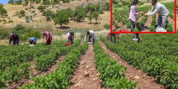 Diyarbakır’dan Avrupa sofralarına lezzet köprüsü! Kırmızı altında hasat başladı: Tescilli lezzet kapış kapış gidiyor
