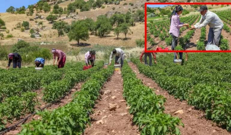 Diyarbakır’dan Avrupa sofralarına lezzet köprüsü! Kırmızı altında hasat başladı: Tescilli lezzet kapış kapış gidiyor