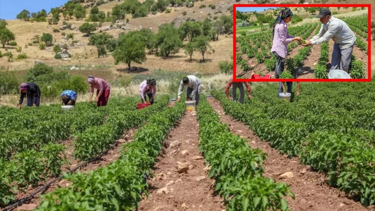 Diyarbakır’dan Avrupa sofralarına lezzet köprüsü! Kırmızı altında hasat başladı: Tescilli lezzet kapış kapış gidiyor