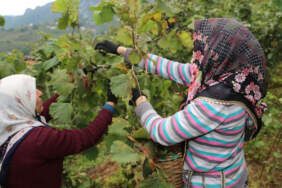 Fındık işçisinin yevmiyesi belli oldu