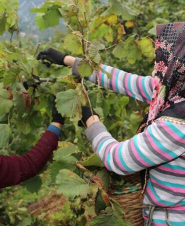 Fındık işçisinin yevmiyesi belli oldu