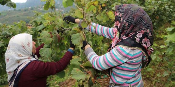 Fındık işçisinin yevmiyesi belli oldu