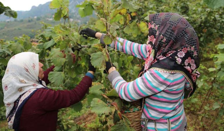 Fındık işçisinin yevmiyesi belli oldu