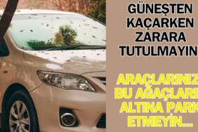 Güneşten kaçarken paranızdan olmayın! Aracınızı gölgeye bırakırken dikkat edin: Bu ağaçlar binlerce liralık hasar veriyor