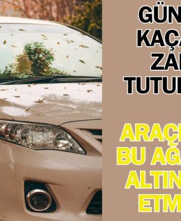 Güneşten kaçarken paranızdan olmayın! Aracınızı gölgeye bırakırken dikkat edin: Bu ağaçlar binlerce liralık hasar veriyor