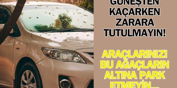 Güneşten kaçarken paranızdan olmayın! Aracınızı gölgeye bırakırken dikkat edin: Bu ağaçlar binlerce liralık hasar veriyor