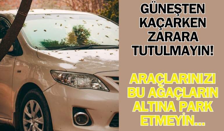 Güneşten kaçarken paranızdan olmayın! Aracınızı gölgeye bırakırken dikkat edin: Bu ağaçlar binlerce liralık hasar veriyor