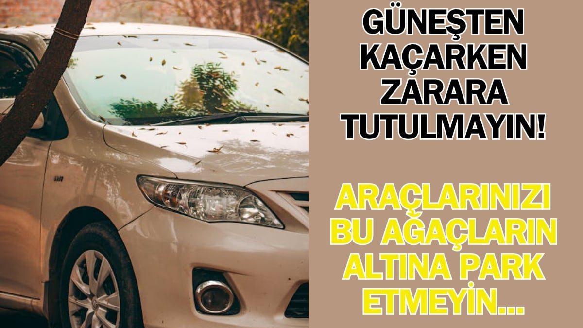 Güneşten kaçarken paranızdan olmayın! Aracınızı gölgeye bırakırken dikkat edin: Bu ağaçlar binlerce liralık hasar veriyor