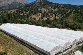 Kış hazırlıklarının vazgeçilmezinde hasat başladı! Kapış kapış gidiyor: Kendine has rengi ve aroması iz bırakıyor, kilosu 20 TL