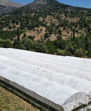 Kış hazırlıklarının vazgeçilmezinde hasat başladı! Kapış kapış gidiyor: Kendine has rengi ve aroması iz bırakıyor, kilosu 20 TL