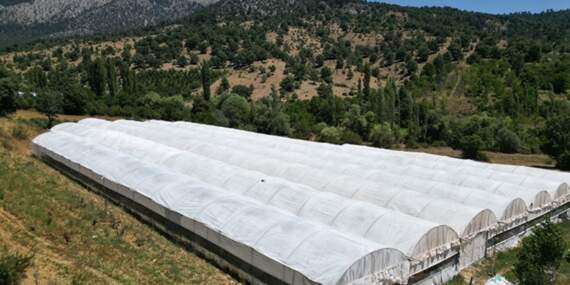 Kış hazırlıklarının vazgeçilmezinde hasat başladı! Kapış kapış gidiyor: Kendine has rengi ve aroması iz bırakıyor, kilosu 20 TL