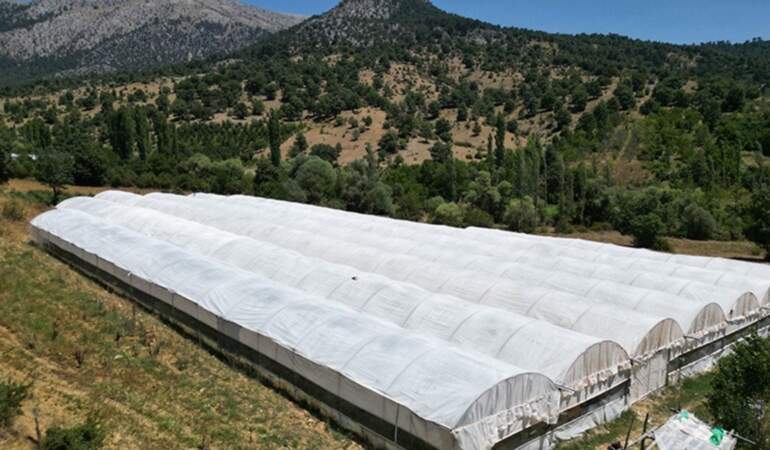Kış hazırlıklarının vazgeçilmezinde hasat başladı! Kapış kapış gidiyor: Kendine has rengi ve aroması iz bırakıyor, kilosu 20 TL